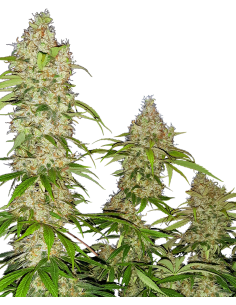 SENSI SEEDS - Banana Kush Cake - 1