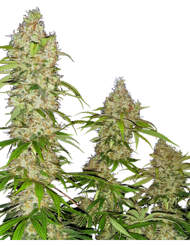 SENSI SEEDS - Banana Kush Cake - 1