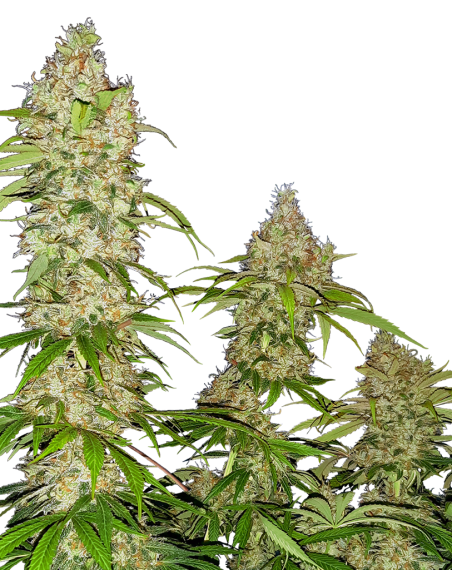 SENSI SEEDS - Banana Kush Cake - 1