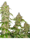 SENSI SEEDS - Banana Kush Cake - 1