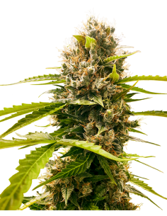 SENSI SEEDS - Mandarin Punch - 1