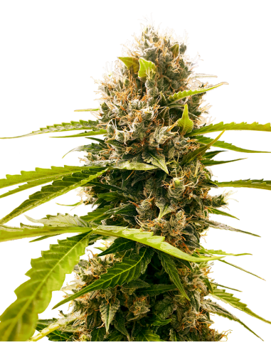 SENSI SEEDS - Mandarin Punch - 1
