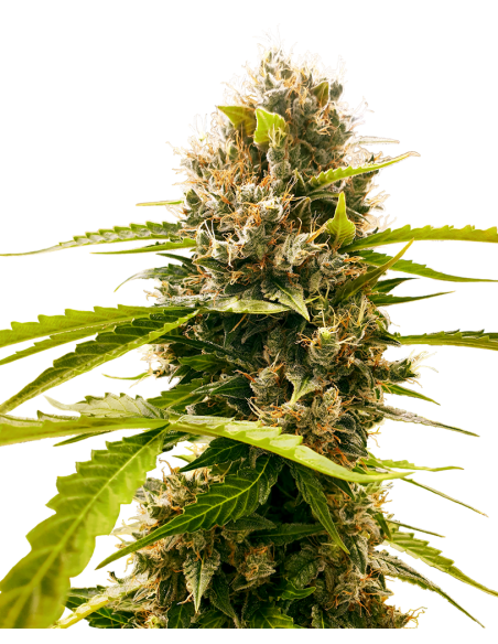 SENSI SEEDS - Mandarin Punch - 1