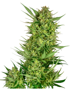 SENSI SEEDS - Buttercream Gelato - 1