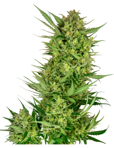 SENSI SEEDS - Buttercream Gelato - 1
