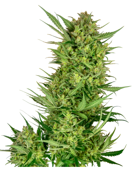 SENSI SEEDS - Buttercream Gelato - 1
