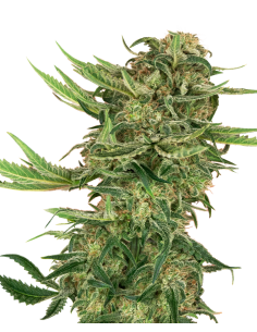 SENSI SEEDS - N13 Kush - 1
