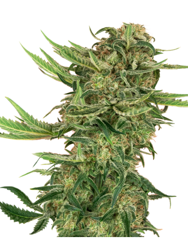 SENSI SEEDS - N13 Kush - 1