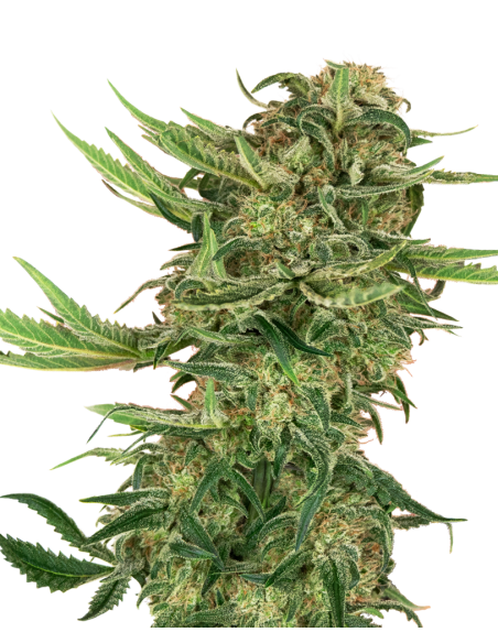 SENSI SEEDS - N13 Kush - 1