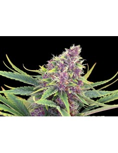 KANNABIA - Purple Kush - 1