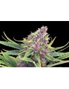 KANNABIA - Purple Kush - 1