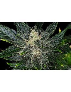 KANNABIA - GORILLA KING AUTO - 1