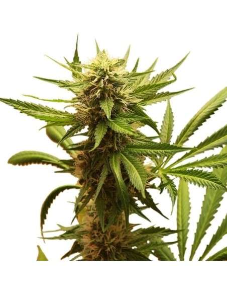 ROYAL QUEEN SEEDS - Northern Light - 4