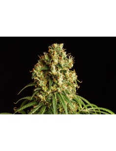 KANNABIA - MIMOSA DREAM - 1