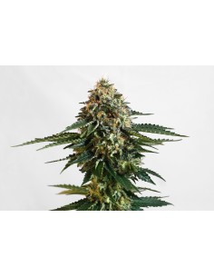 KANNABIA - THCV - 1