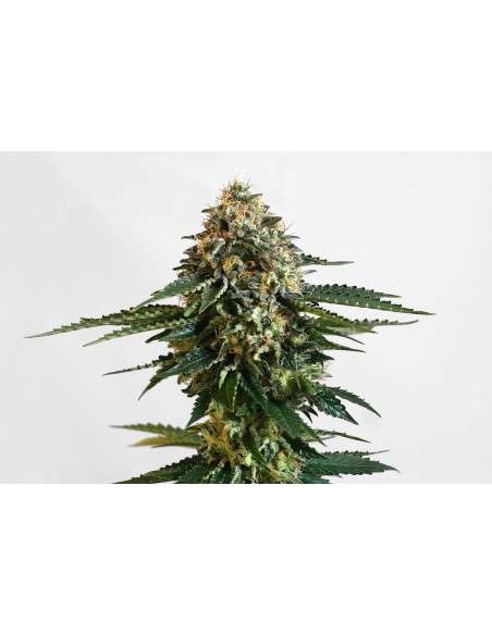 KANNABIA - THCV - 1