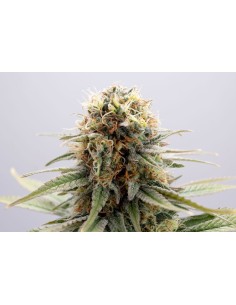KANNABIA - GSC - 1