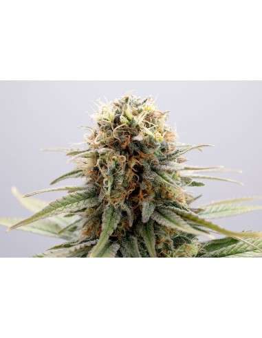KANNABIA - GSC - 1