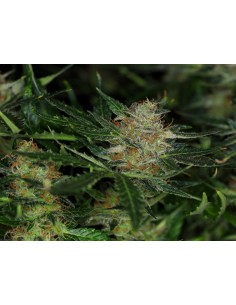 KANNABIA - DREAM SHERBET AUTO - 1