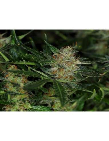 KANNABIA - DREAM SHERBET AUTO - 1