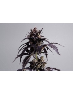 KANNABIA - Ginger Punch Auto - 1