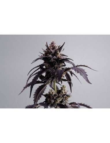 KANNABIA - Ginger Punch Auto - 1