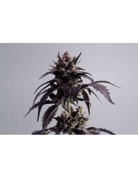 KANNABIA - Ginger Punch Auto - 1