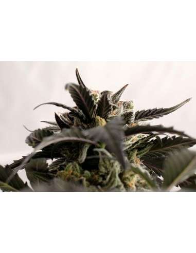 KANNABIA - Ginger Punch Auto - 2