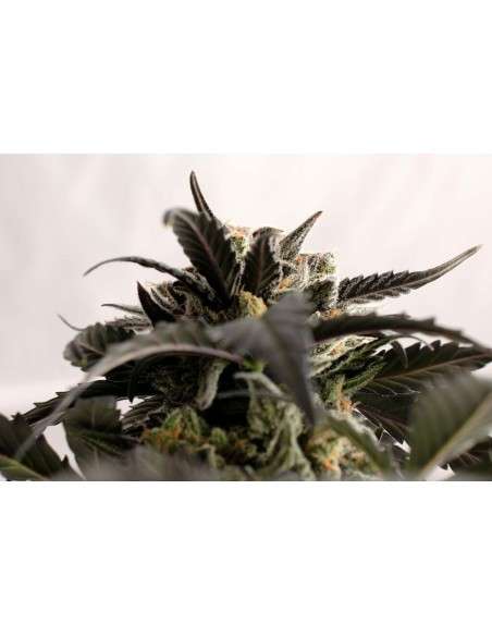 KANNABIA - Ginger Punch Auto - 2