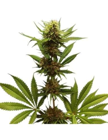 ROYAL QUEEN SEEDS - Northern Light - 5