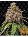 Barney's Farm - White Widow XXL Auto - 1