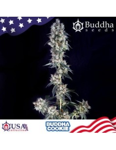 Buddha Seeds - Buddha Cookie - 1 2
