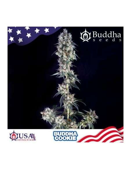 Buddha Seeds - Buddha Cookie - 2