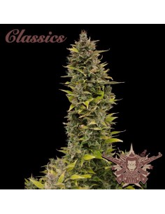 Buddha Seeds - Buddha AK - 1 2