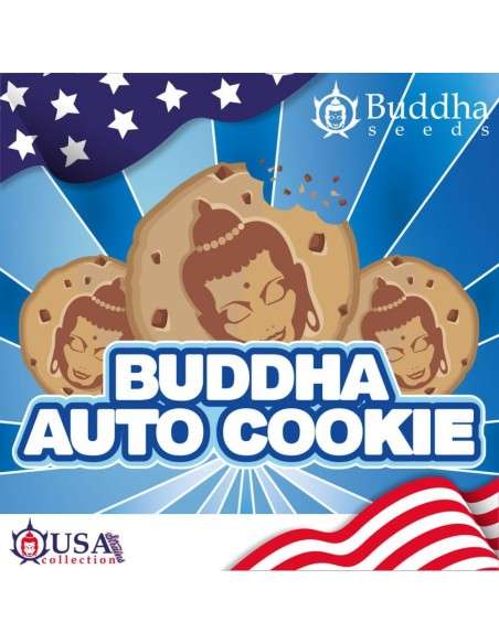 Buddha Seeds - Buddha Cookie Auto - 1