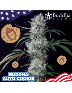 Buddha Seeds - Buddha Cookie Auto - 1 2