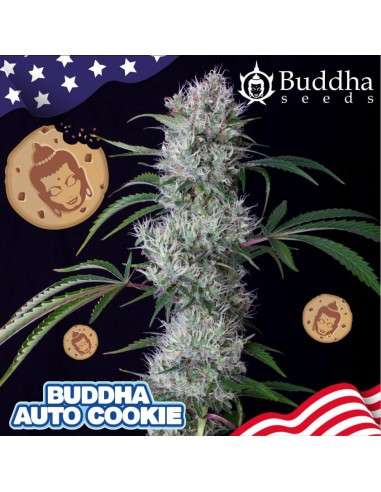 Buddha Seeds - Buddha Cookie Auto - 2