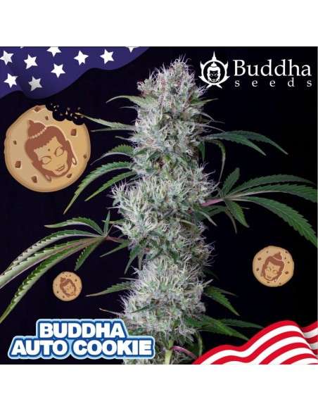 Buddha Seeds - Buddha Cookie Auto - 2