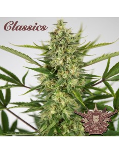 Buddha Seeds - Buddha AK Auto - 1 2