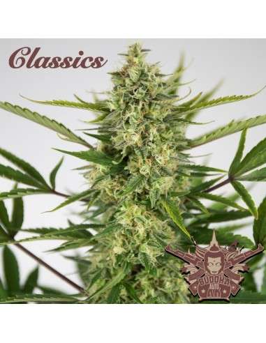 Buddha Seeds - Buddha AK Auto - 2