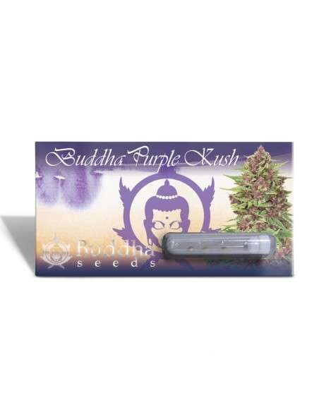 Buddha Seeds - Purple Kush - 1