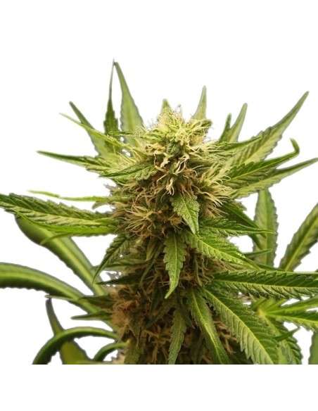 ROYAL QUEEN SEEDS - Northern Light - 6