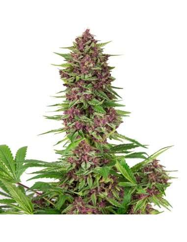 Buddha Seeds - Purple Kush - 2