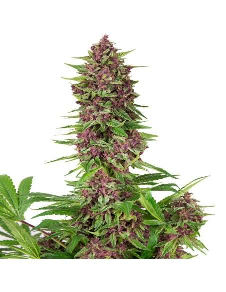 Buddha Seeds - Purple Kush - 2