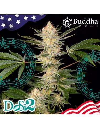 Buddha Seeds - DoSi2 - 2