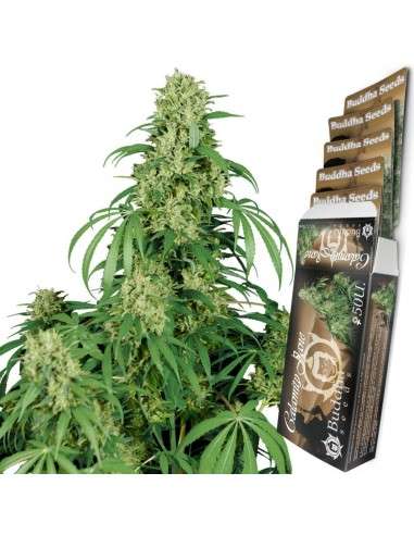 Buddha Seeds - Calamity Jane Auto - 2
