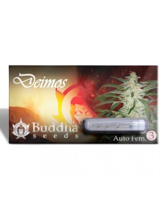 Buddha Seeds - Deimos Auto - 1
