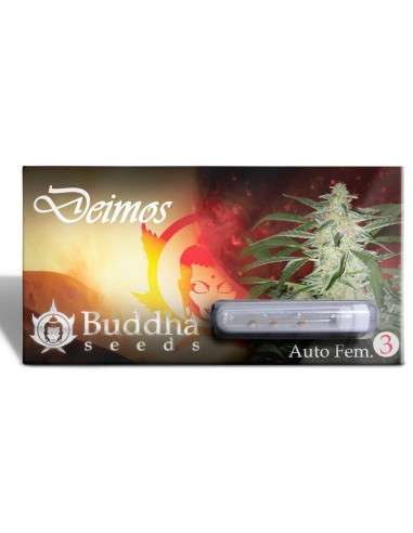 Buddha Seeds - Deimos Auto - 1