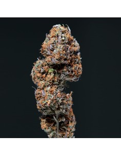 Buddha Seeds - Deimos Auto - 1 2