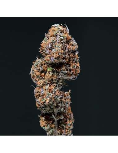 Buddha Seeds - Deimos Auto - 2